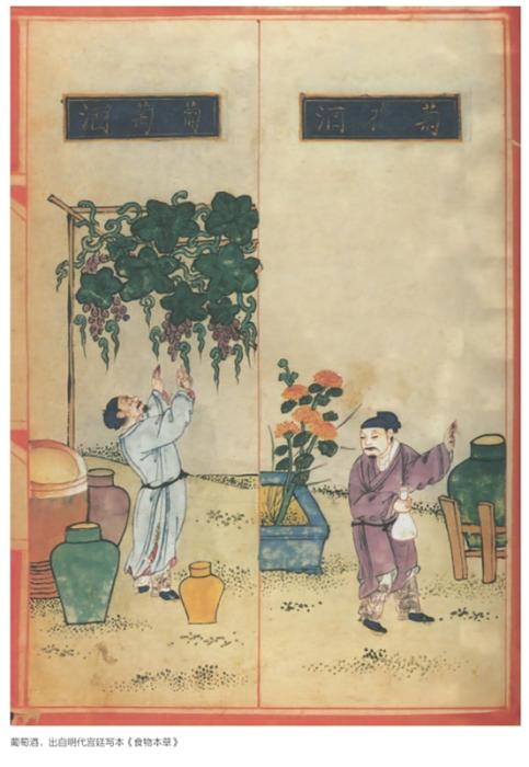 葡萄酒，出自明代宮廷寫本《食物本草》。圖片來源：《秦漢的饗宴：中華美食的雄渾時代》