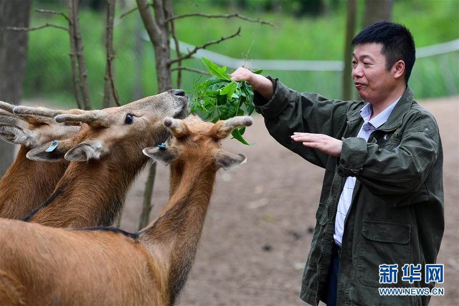 6月10日，任義軍在江蘇大豐麋鹿國家級自然保護(hù)區(qū)中華麋鹿園內(nèi)與人工馴養(yǎng)的麋鹿互動。 新華社記者 李博 攝