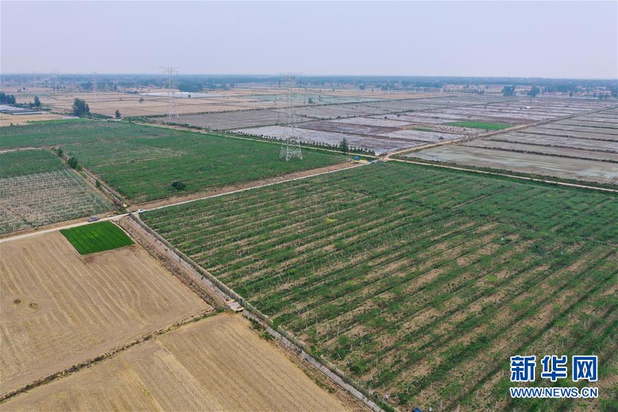 宿遷市宿城區(qū)中揚(yáng)鎮(zhèn)蔣劉村瓜蔞種植基地（6月11日攝，無(wú)人機(jī)照片）。新華社記者 季春鵬 攝