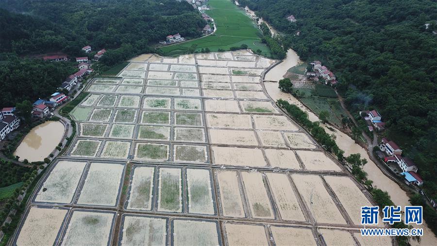 7月6日，在澧縣甘溪灘鎮(zhèn)，一處農(nóng)田遭受洪水侵襲（無人機照片）。 近日，湖南省常德市澧縣出現(xiàn)強降雨天氣，造成部分地區(qū)農(nóng)田被淹。 新華社發(fā)（陳振海 攝）