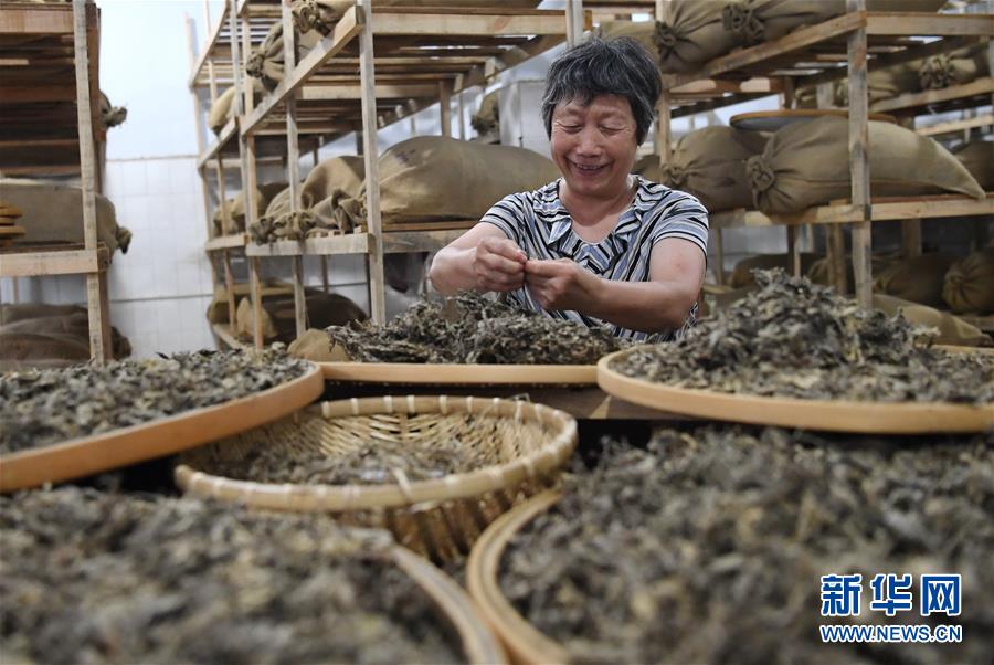 8月12日，衡水市冀州區(qū)石與木艾草文化園員工在分揀艾葉。 近年來，河北省衡水市冀州區(qū)石與木艾草文化園充分挖掘中醫(yī)藥資源，打造集艾草種植、古法制艾、艾草文創(chuàng)、經(jīng)營銷售等為一體的多元化、綜合性艾文化產(chǎn)業(yè)，生產(chǎn)艾條、艾絨、艾葉包等十余種艾草產(chǎn)品，帶動農(nóng)戶實(shí)現(xiàn)增收。 新華社記者 朱旭東 攝