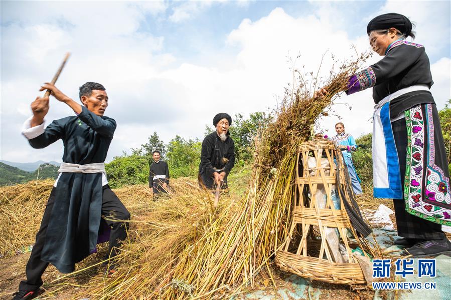 8月15日，村民在貴州省畢節(jié)市赫章縣珠市彝族鄉(xiāng)以那村采收成熟的苦蕎。 初秋時(shí)節(jié)，位于烏蒙高原的貴州省畢節(jié)市赫章縣珠市彝族鄉(xiāng)以那村的農(nóng)作物陸續(xù)成熟，村民們搶抓農(nóng)時(shí)采收，田間地頭一派繁忙景象。 新華社發(fā)（羅大富 攝）