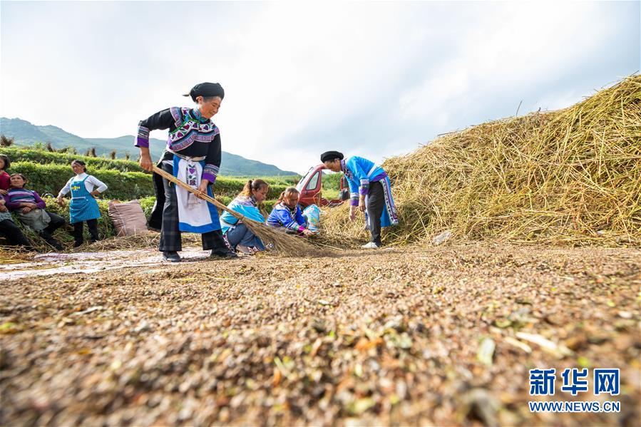 8月15日，村民在貴州省畢節(jié)市赫章縣珠市彝族鄉(xiāng)以那村采收成熟的苦蕎。 初秋時(shí)節(jié)，位于烏蒙高原的貴州省畢節(jié)市赫章縣珠市彝族鄉(xiāng)以那村的農(nóng)作物陸續(xù)成熟，村民們搶抓農(nóng)時(shí)采收，田間地頭一派繁忙景象。 新華社發(fā)（羅大富 攝）