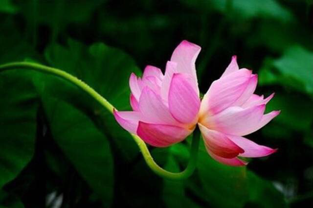 養(yǎng)花需要注意的幾點(diǎn)，做到了你就是養(yǎng)花高手，養(yǎng)啥都爆盆