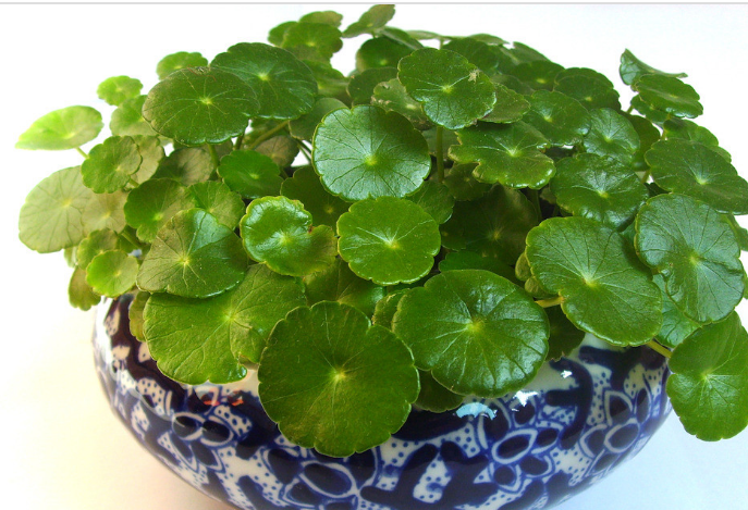 養(yǎng)花需要注意的幾點(diǎn)，做到了你就是養(yǎng)花高手，養(yǎng)啥都爆盆