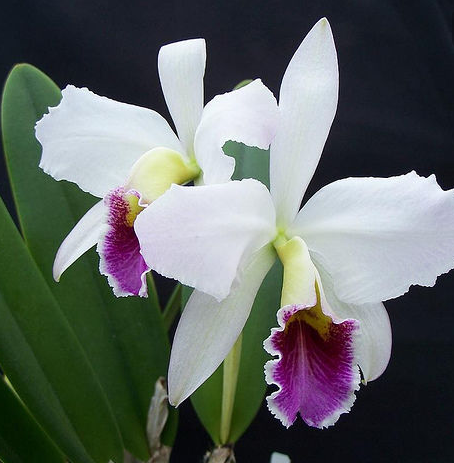 養(yǎng)花需要注意的幾點(diǎn)，做到了你就是養(yǎng)花高手，養(yǎng)啥都爆盆