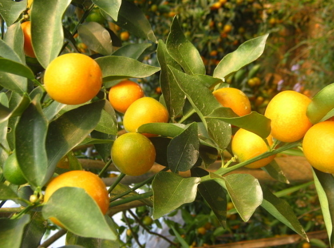 養(yǎng)花需要注意的幾點(diǎn)，做到了你就是養(yǎng)花高手，養(yǎng)啥都爆盆