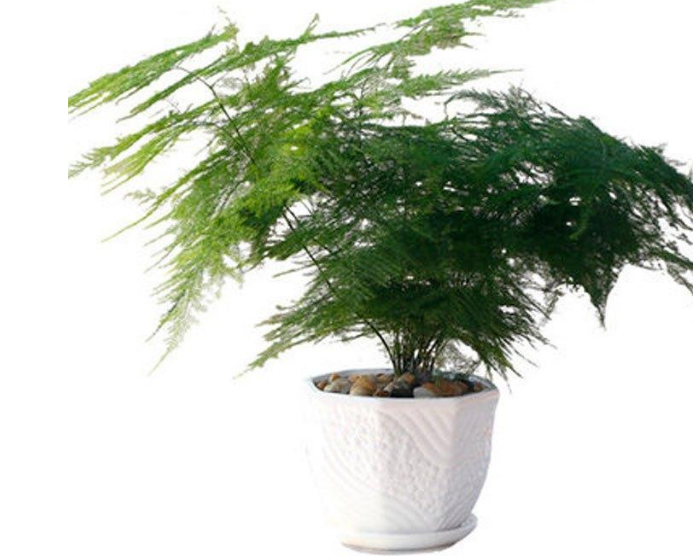 養(yǎng)花需要注意的幾點(diǎn)，做到了你就是養(yǎng)花高手，養(yǎng)啥都爆盆