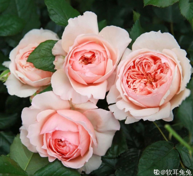 秋天給花澆水，這5種澆得越多，長得越快