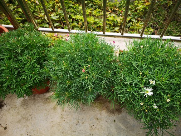 秋天給花澆水，這5種澆得越多，長得越快