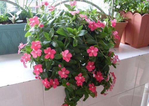 5個(gè)養(yǎng)花的小竅門，很難養(yǎng)的花，都能養(yǎng)的爆盆！