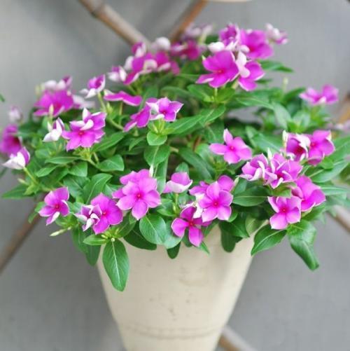 5個(gè)養(yǎng)花的小竅門，很難養(yǎng)的花，都能養(yǎng)的爆盆！