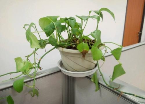 5個(gè)養(yǎng)花的小竅門，很難養(yǎng)的花，都能養(yǎng)的爆盆！
