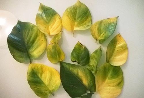 5個(gè)養(yǎng)花的小竅門，很難養(yǎng)的花，都能養(yǎng)的爆盆！