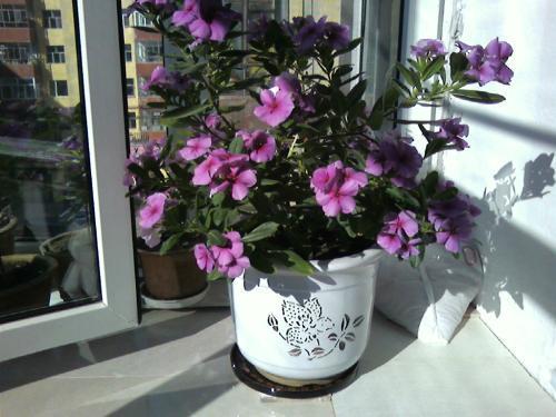 5個(gè)養(yǎng)花的小竅門，很難養(yǎng)的花，都能養(yǎng)的爆盆！