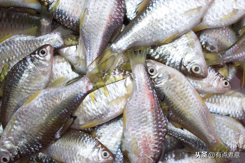 買魚時(shí)，學(xué)會(huì)這5個(gè)挑選技巧，專挑新鮮的，魚販子都夸你是行家
