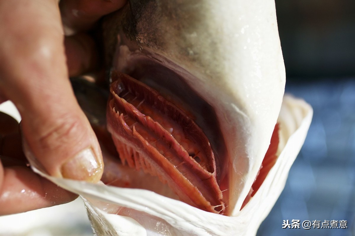 買魚時(shí)，學(xué)會(huì)這5個(gè)挑選技巧，專挑新鮮的，魚販子都夸你是行家