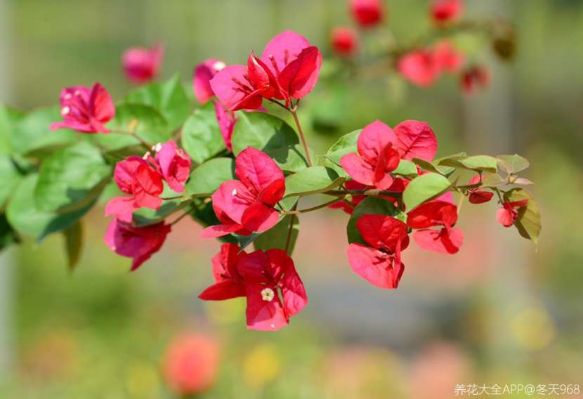 10個養(yǎng)花常識，杜絕黃葉落葉，花兒蹭蹭長