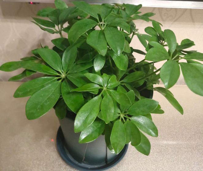 10個養(yǎng)花常識，杜絕黃葉落葉，花兒蹭蹭長