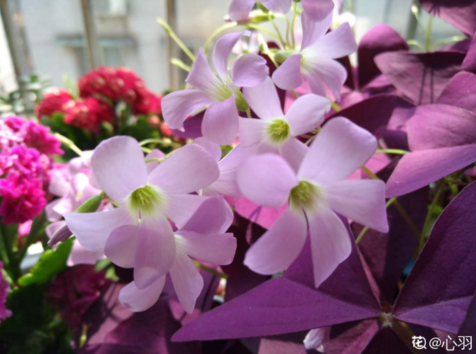 10個養(yǎng)花常識，杜絕黃葉落葉，花兒蹭蹭長