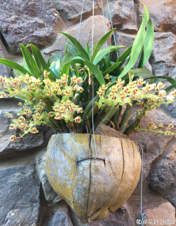 10個養(yǎng)花常識，杜絕黃葉落葉，花兒蹭蹭長