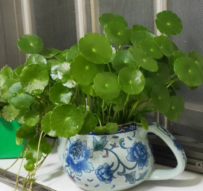 10個養(yǎng)花常識，杜絕黃葉落葉，花兒蹭蹭長