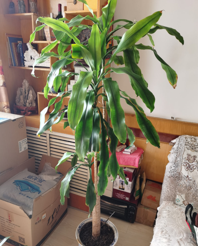 10個養(yǎng)花常識，杜絕黃葉落葉，花兒蹭蹭長