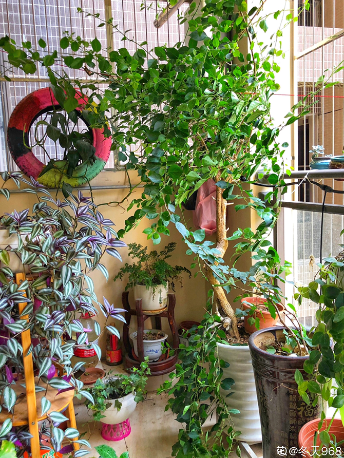10個養(yǎng)花常識，杜絕黃葉落葉，花兒蹭蹭長