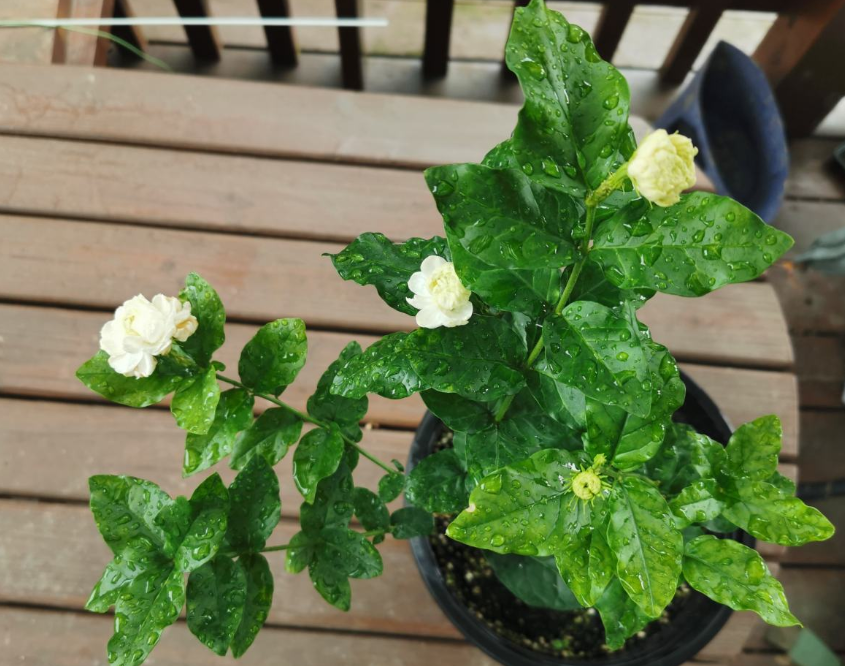 10個養(yǎng)花常識，杜絕黃葉落葉，花兒蹭蹭長
