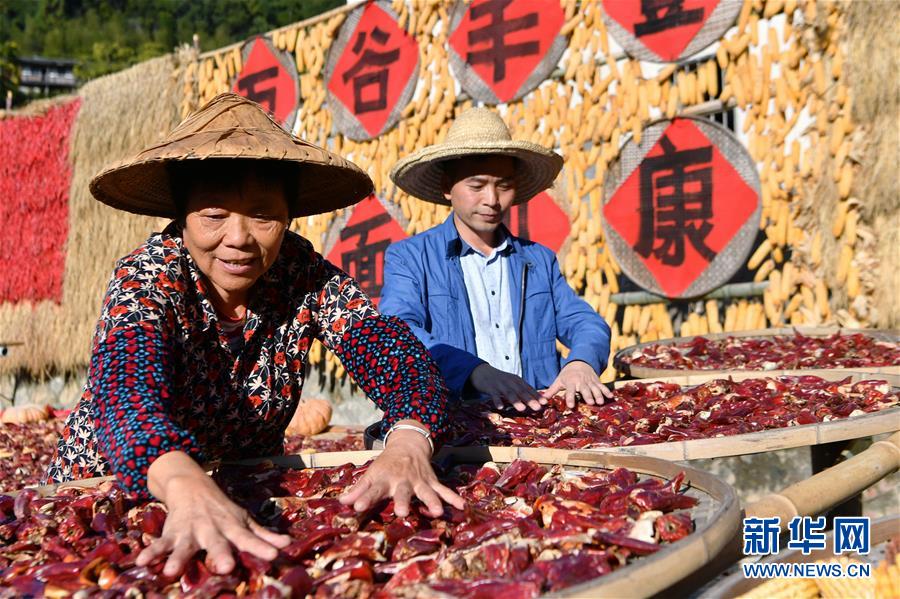 11月1日，桂峰村村民在整理曬匾里的農(nóng)作物。 深秋時(shí)節(jié)，位于福建省三明市尤溪縣洋中鎮(zhèn)的桂峰村，古民居與曬匾里五彩繽紛的農(nóng)作物，構(gòu)成五彩斑斕的調(diào)色板，展現(xiàn)秋收風(fēng)情。 新華社記者魏培全攝