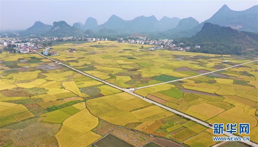 11月1日拍攝的廣西柳州市柳江區(qū)進德鎮(zhèn)泗浪村的稻田（無人機照片）。新華社發(fā)（黎寒池 攝）