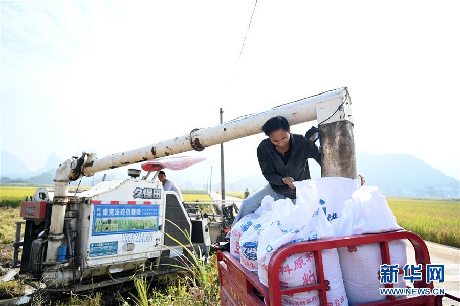 廣西柳州：深秋稻香 11月1日，在廣西柳州市柳江區(qū)進德鎮(zhèn)泗浪村，農(nóng)民在裝運剛收割的稻谷。深秋時節(jié)，廣西柳州市柳江區(qū)進德鎮(zhèn)種植的兩萬多畝晚稻陸續(xù)成熟。田野一片金黃，農(nóng)民忙著收割水稻，呈現(xiàn)出一派美麗的田園風(fēng)光。新華社發(fā)（黎寒池 攝）