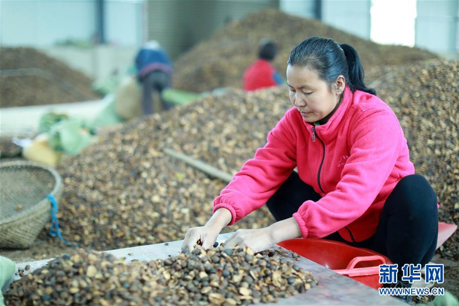 11月2日，在貴州省銅仁市玉屏侗族自治縣一家油茶鮮果烘干廠，工人在選油茶籽。 近年來，“中國油茶之鄉(xiāng)”貴州省銅仁市玉屏侗族自治縣把油茶產(chǎn)業(yè)列為脫貧攻堅(jiān)的支柱產(chǎn)業(yè)之一，采取“公司+農(nóng)戶”的運(yùn)營模式，吸收貧困戶參與到油茶鮮果烘干各個(gè)環(huán)節(jié)做工，助力貧困戶增收。 新華社發(fā)（歐秀燈 攝）