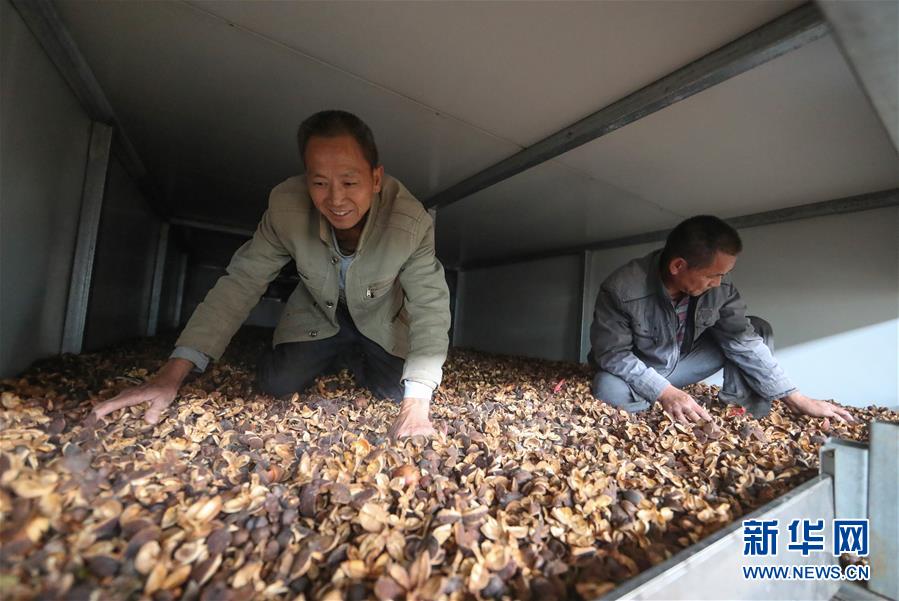 11月2日，在貴州省銅仁市玉屏侗族自治縣一家油茶鮮果烘干廠，工人在油茶烘干車間勞作。 近年來，“中國油茶之鄉(xiāng)”貴州省銅仁市玉屏侗族自治縣把油茶產(chǎn)業(yè)列為脫貧攻堅(jiān)的支柱產(chǎn)業(yè)之一，采取“公司+農(nóng)戶”的運(yùn)營模式，吸收貧困戶參與到油茶鮮果烘干各個(gè)環(huán)節(jié)做工，助力貧困戶增收。 新華社發(fā)（胡攀學(xué) 攝）