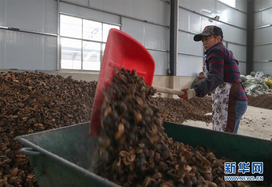 11月2日，在貴州省銅仁市玉屏侗族自治縣一家油茶鮮果烘干廠，工人在鏟油茶殼。 近年來，“中國油茶之鄉(xiāng)”貴州省銅仁市玉屏侗族自治縣把油茶產(chǎn)業(yè)列為脫貧攻堅(jiān)的支柱產(chǎn)業(yè)之一，采取“公司+農(nóng)戶”的運(yùn)營模式，吸收貧困戶參與到油茶鮮果烘干各個(gè)環(huán)節(jié)做工，助力貧困戶增收。 新華社發(fā)（胡攀學(xué) 攝）