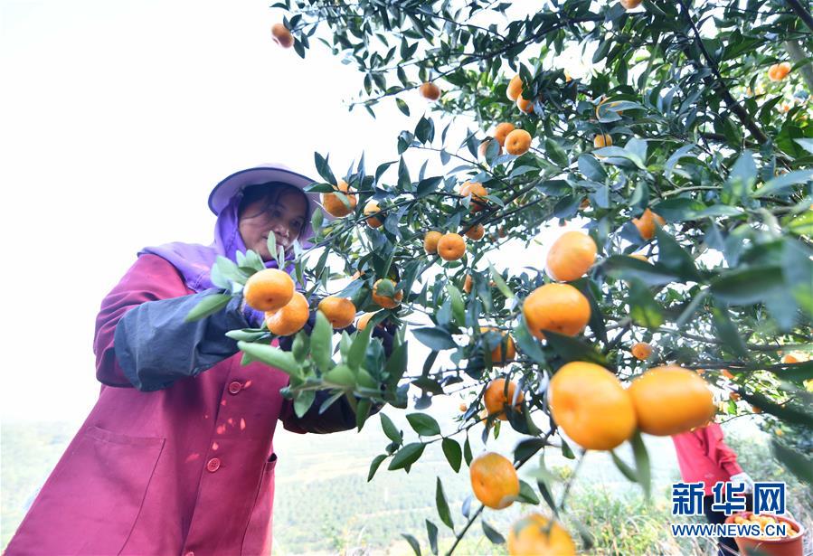 11月5日，在廣西柳州市鹿寨縣平山鎮(zhèn)大陽村，村民在采收蜜桔。新華社記者 黃孝邦 攝