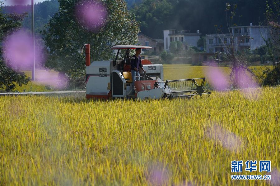 在江西省宜春市萬載縣雙橋鎮(zhèn)清城村，農(nóng)戶駕駛收割機(jī)收割水稻（11月5日攝）。 近日，位于江西省宜春市萬載縣的高產(chǎn)稻田加緊收獲。據(jù)介紹，萬載縣白良鎮(zhèn)、雙橋鎮(zhèn)采用測(cè)土配方施肥、綜合防治病蟲草害等技術(shù)，選用優(yōu)良品種，對(duì)兩個(gè)鄉(xiāng)鎮(zhèn)共3700畝水稻田進(jìn)行科學(xué)管理，實(shí)現(xiàn)平均畝產(chǎn)超900公斤。 新華社記者 周密 攝