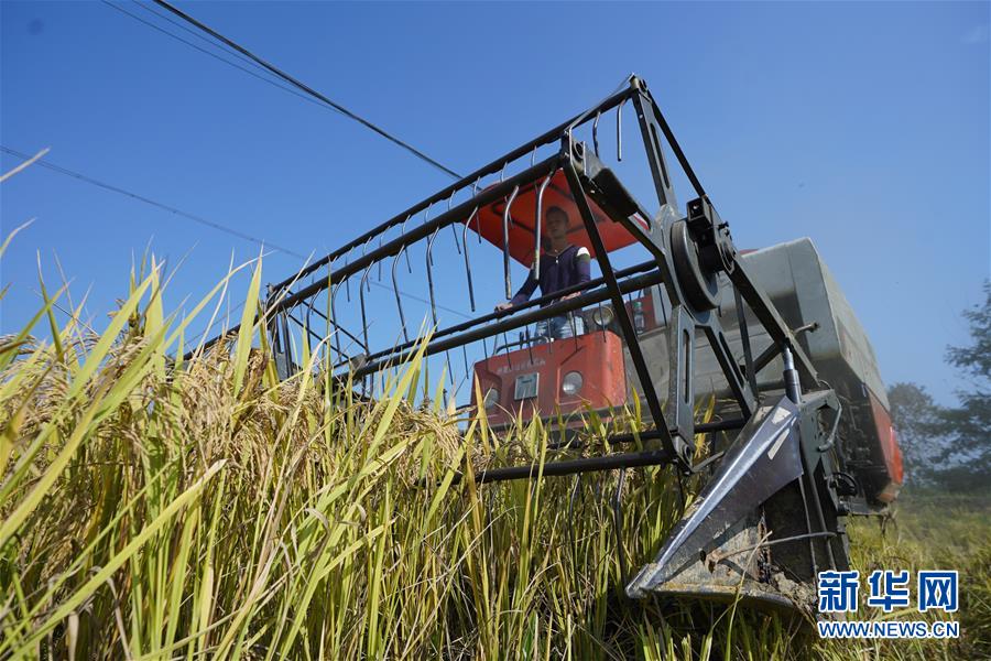在江西省宜春市萬載縣雙橋鎮(zhèn)清城村，農(nóng)戶駕駛收割機(jī)收割水稻（11月5日攝）。 近日，位于江西省宜春市萬載縣的高產(chǎn)稻田加緊收獲。據(jù)介紹，萬載縣白良鎮(zhèn)、雙橋鎮(zhèn)采用測(cè)土配方施肥、綜合防治病蟲草害等技術(shù)，選用優(yōu)良品種，對(duì)兩個(gè)鄉(xiāng)鎮(zhèn)共3700畝水稻田進(jìn)行科學(xué)管理，實(shí)現(xiàn)平均畝產(chǎn)超900公斤。 新華社記者 周密 攝