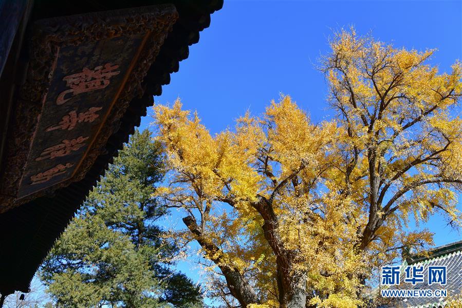11月8日，大覺(jué)寺古銀杏的黃葉與大殿牌匾相映成趣。 位于北京市海淀區(qū)的大覺(jué)寺始建于遼代，寺內(nèi)一株古銀杏樹(shù)齡已逾千年，至今枝繁葉茂，被譽(yù)為“銀杏樹(shù)王”。每年秋末冬初都吸引不少游客前來(lái)觀賞。 新華社記者 尹棟遜 攝