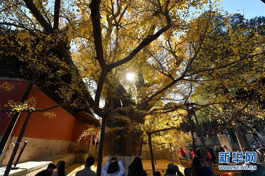 11月8日，游客在大覺(jué)寺觀賞古銀杏黃葉。 位于北京市海淀區(qū)的大覺(jué)寺始建于遼代，寺內(nèi)一株古銀杏樹(shù)齡已逾千年，至今枝繁葉茂，被譽(yù)為“銀杏樹(shù)王”。每年秋末冬初都吸引不少游客前來(lái)觀賞。 新華社記者 尹棟遜 攝