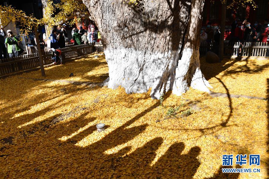 11月8日，游客在大覺(jué)寺觀賞古銀杏黃葉。 位于北京市海淀區(qū)的大覺(jué)寺始建于遼代，寺內(nèi)一株古銀杏樹(shù)齡已逾千年，至今枝繁葉茂，被譽(yù)為“銀杏樹(shù)王”。每年秋末冬初都吸引不少游客前來(lái)觀賞。 新華社記者 尹棟遜 攝