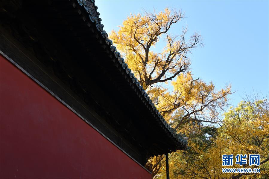11月8日，大覺(jué)寺古銀杏黃葉與紅墻相映成趣。 位于北京市海淀區(qū)的大覺(jué)寺始建于遼代，寺內(nèi)一株古銀杏樹(shù)齡已逾千年，至今枝繁葉茂，被譽(yù)為“銀杏樹(shù)王”。每年秋末冬初都吸引不少游客前來(lái)觀賞。 新華社記者 尹棟遜 攝