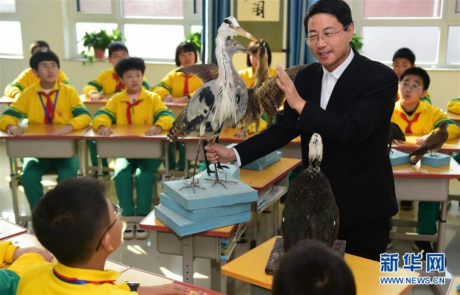 11月10日，在滄州市河間英華學(xué)校，滄州野生動(dòng)物救護(hù)中心的專(zhuān)家孟德榮教授為學(xué)生們講解愛(ài)鳥(niǎo)護(hù)鳥(niǎo)知識(shí)。 11月是河北省保護(hù)野生動(dòng)物宣傳月，滄州市野生動(dòng)物救護(hù)中心的專(zhuān)家走進(jìn)中小學(xué)校，向?qū)W生們宣講愛(ài)鳥(niǎo)護(hù)鳥(niǎo)知識(shí)，引導(dǎo)孩子們從小樹(shù)立尊重自然的生態(tài)文明理念，積極參與野生動(dòng)物保護(hù)活動(dòng)。 新華社發(fā)（傅新春 攝）