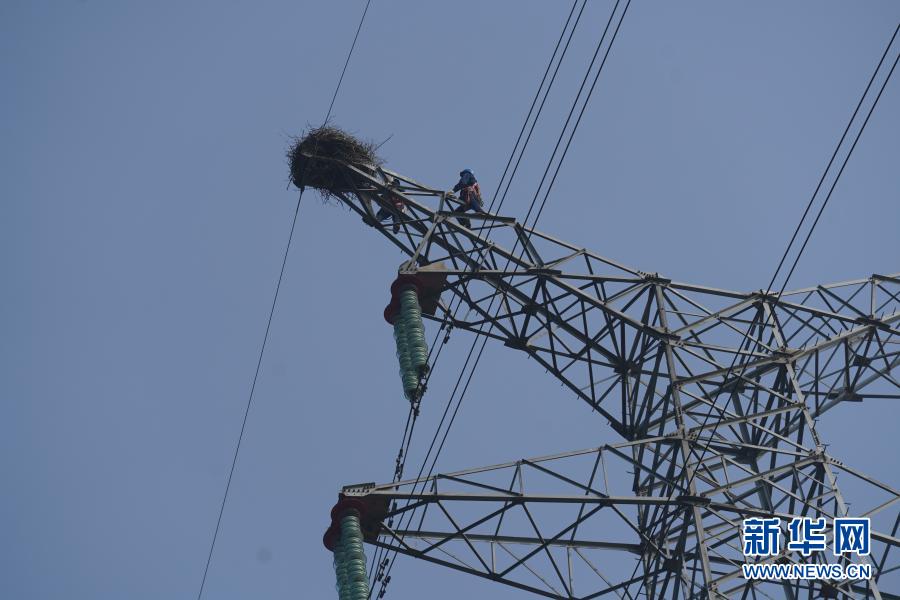 電力工人爬上鐵塔加固鳥巢（12月12日攝）。新華社記者 周密 攝
