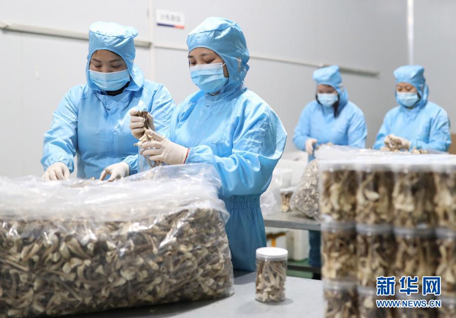 12月15日，在玉屏侗族自治縣一家食用菌生產(chǎn)企業(yè)，工人在包裝烘干的食用菌。近年來，貴州省玉屏侗族自治縣把發(fā)展食用菌產(chǎn)業(yè)作為帶動(dòng)農(nóng)民增收的重要途徑，通過工廠化、規(guī)?；a(chǎn)食用菌，提高食用菌的品質(zhì)和產(chǎn)量，并吸納農(nóng)民進(jìn)入相關(guān)企業(yè)務(wù)工以增加收入。目前，玉屏縣已建成5條菌棒生產(chǎn)線，食用菌年產(chǎn)量3萬多噸，年產(chǎn)值超2億元。新華社發(fā)（胡攀學(xué) 攝）