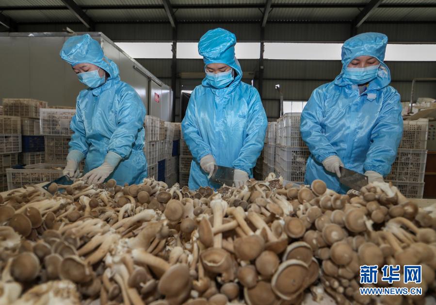 12月15日，在玉屏侗族自治縣一家食用菌生產(chǎn)企業(yè)，工人在切割精選的食用菌。近年來，貴州省玉屏侗族自治縣把發(fā)展食用菌產(chǎn)業(yè)作為帶動(dòng)農(nóng)民增收的重要途徑，通過工廠化、規(guī)模化生產(chǎn)食用菌，提高食用菌的品質(zhì)和產(chǎn)量，并吸納農(nóng)民進(jìn)入相關(guān)企業(yè)務(wù)工以增加收入。目前，玉屏縣已建成5條菌棒生產(chǎn)線，食用菌年產(chǎn)量3萬多噸，年產(chǎn)值超2億元。新華社發(fā)（胡攀學(xué) 攝）