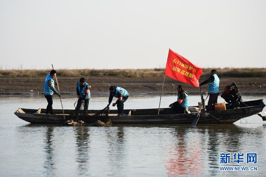 12月16日，蔡小華（左一）和隊(duì)員們?cè)谑屎锨謇韽U棄的漁網(wǎng)。今年36歲的蔡小華曾是安徽省馬鞍山市博望區(qū)的一名漁民，跟隨父輩在石臼湖上捕魚(yú)，直到2019年退捕上岸，告別水上生活。今年8月，博望區(qū)石臼湖自然保護(hù)區(qū)管理站成立護(hù)魚(yú)隊(duì)，蔡小華應(yīng)聘上崗成為護(hù)魚(yú)隊(duì)的隊(duì)長(zhǎng)。清理湖面垃圾、拆除廢棄漁網(wǎng)、勸阻違法行為，昔日的捕魚(yú)人成了護(hù)魚(yú)員。新華社記者 黃博涵 攝