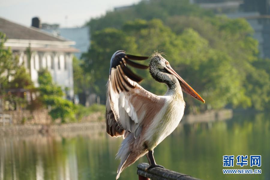        12月19日，一只鵜鶘站在斯里蘭卡科倫坡貝拉湖的觀景臺(tái)上。　　位于斯里蘭卡科倫坡市中心的貝拉湖被稱為“城市綠洲”，鵜鶘和鷺鷥是這里的常客，偶爾也有彩鸛等其他鳥類駐留?！　⌒氯A社記者 唐璐 攝