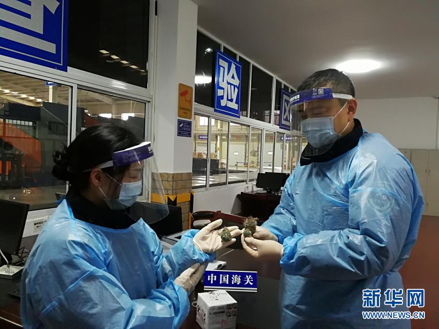 長沙海關(guān)所屬長沙郵局海關(guān)工作人員對查獲的活體瀕危植物進(jìn)行檢查（12月17日攝）。當(dāng)日，記者從長沙海關(guān)獲悉，長沙海關(guān)所屬長沙郵局海關(guān)近日從入境郵件中截獲4株活體瀕危植物苗木。目前，該關(guān)已對該郵件依法截留處理。新華社發(fā)