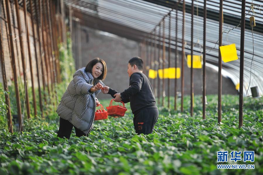 12月26日，在承德市雙灤區(qū)偏橋子鎮(zhèn)一處草莓采摘園，游客在采摘草莓。新華社發(fā)（王立群 攝）